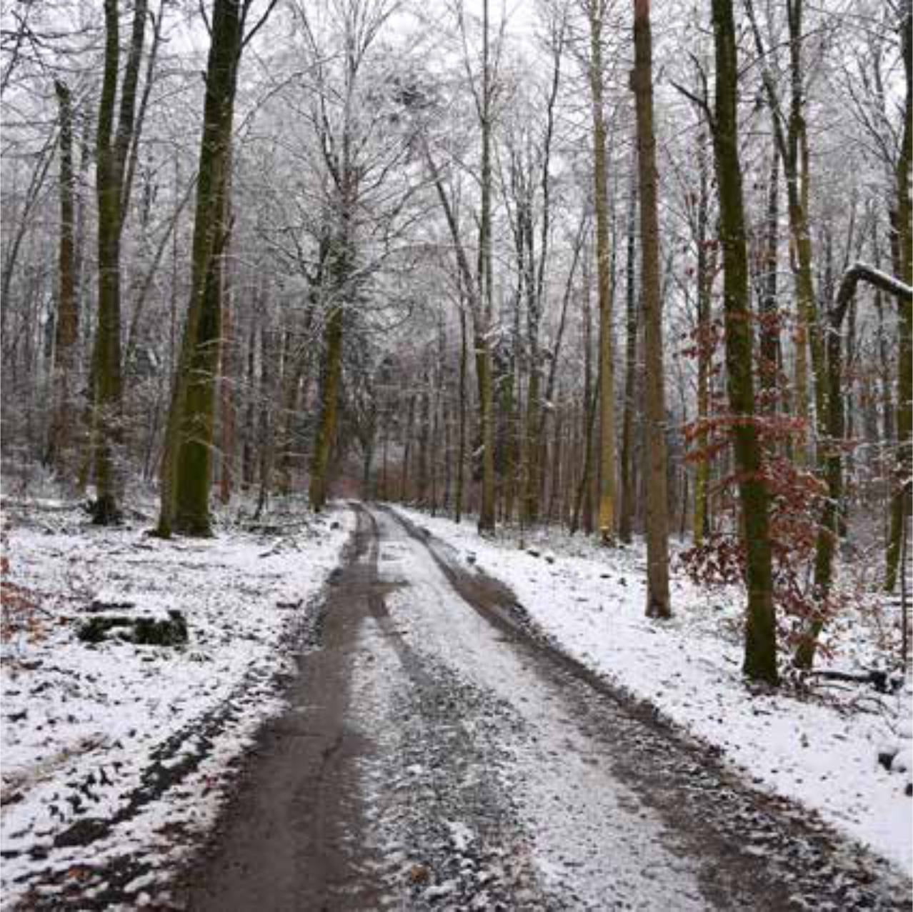Waldfläche in Steinerloch, 97280 Remlingen - Bild 3