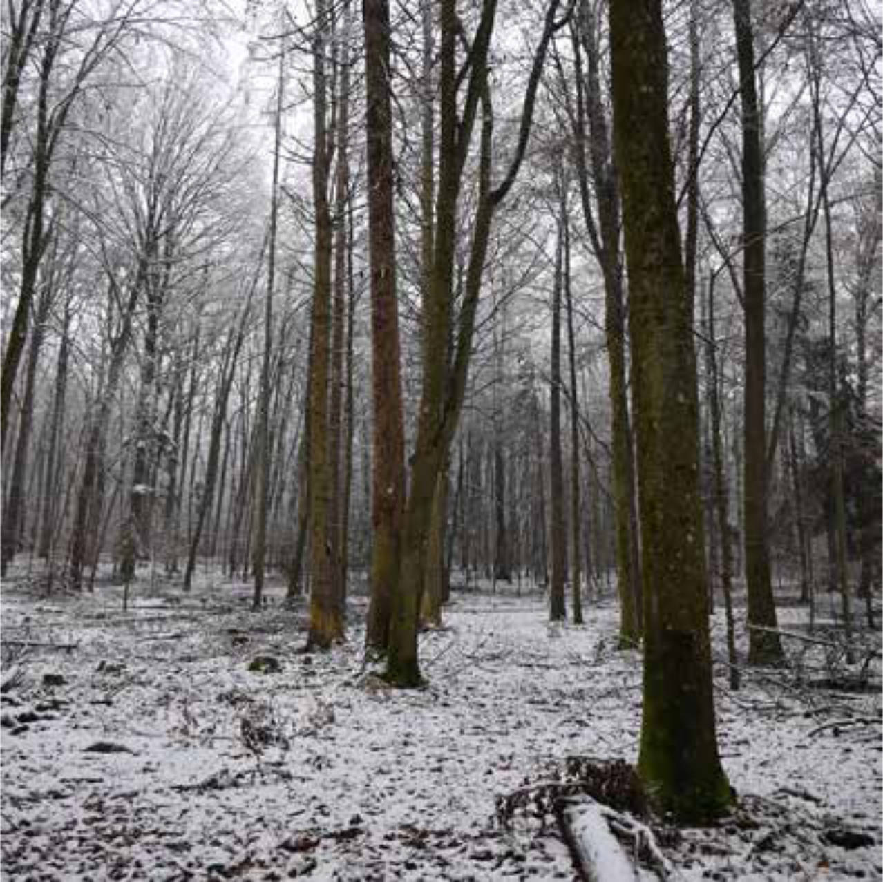 Waldfläche in Steinerloch, 97280 Remlingen