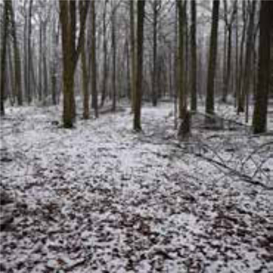 Waldfläche in Steinerloch, 97280 Remlingen - Bild 2