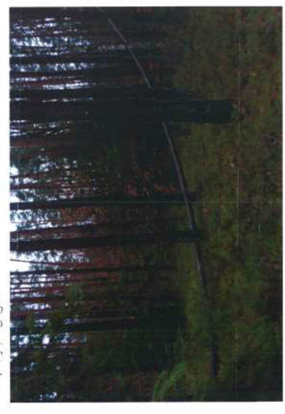 Mischwald in Zehnthölzer, 00000 Rothensand u.a. - Bild 5