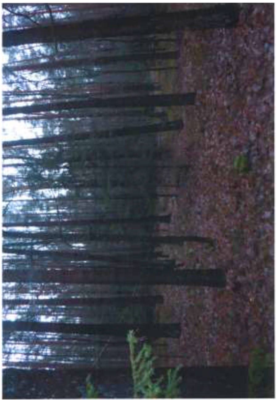 Mischwald in Zehnthölzer, 00000 Rothensand u.a. - Bild 3