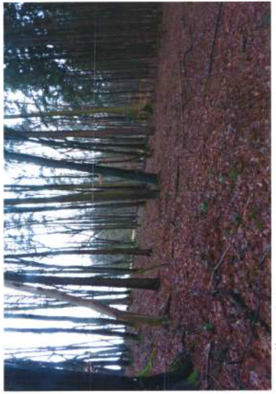 Mischwald in Zehnthölzer, 00000 Rothensand u.a.