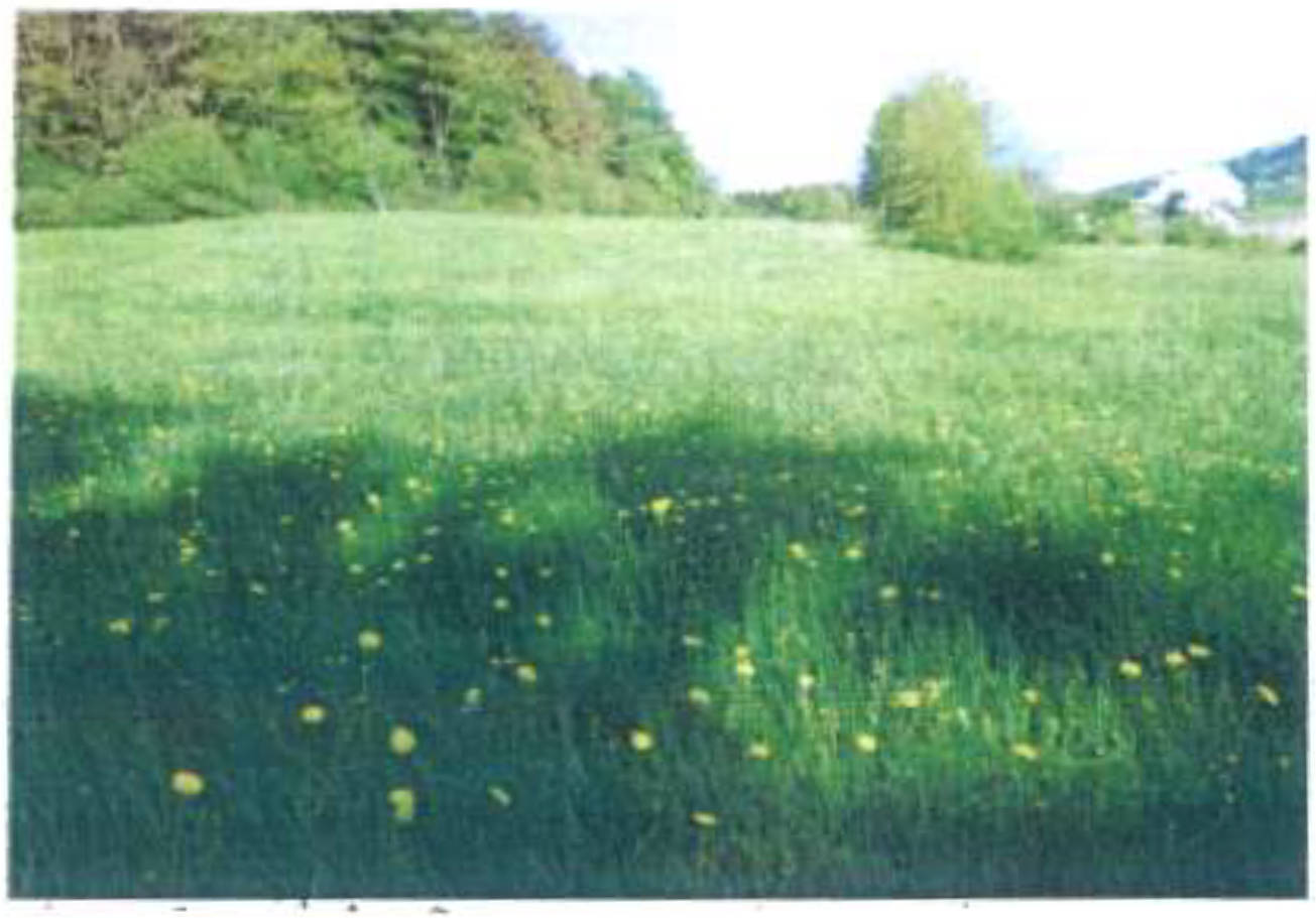 land- und forstwirtschaftlich genutztes Grundstück, s. Beschreibung in Taumbrunn, 96486 Lautertal, Rottenbach