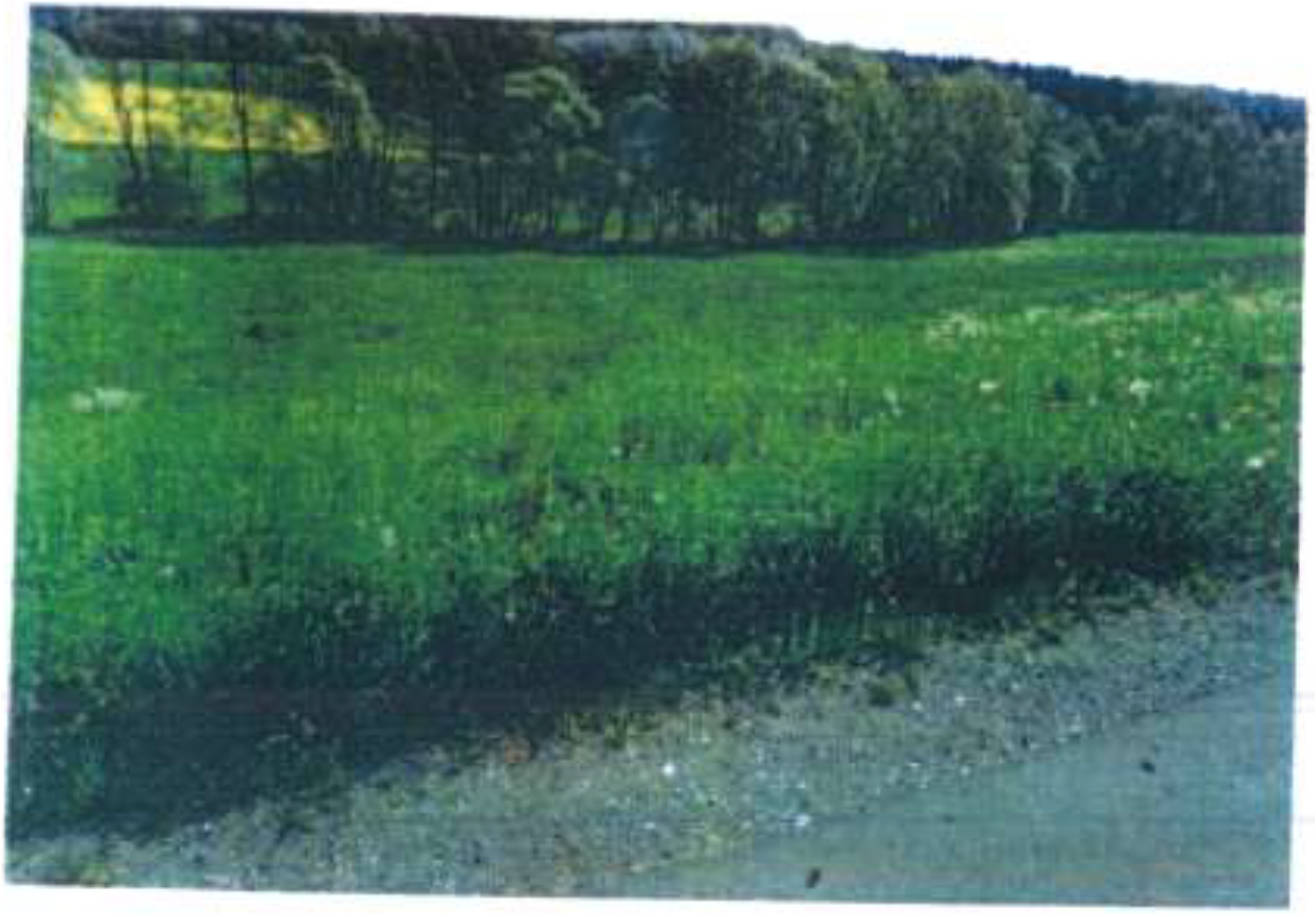 land- und forstwirtschaftlich genutztes Grundstück, siehe Beschreibung in Seuferte, 96486 Lautertal, Rottenbach