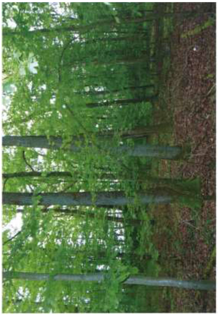 Landwirtschafts- und Waldflächen in Rossgasse u.a., 00000 Meedensdorf - Bild 3