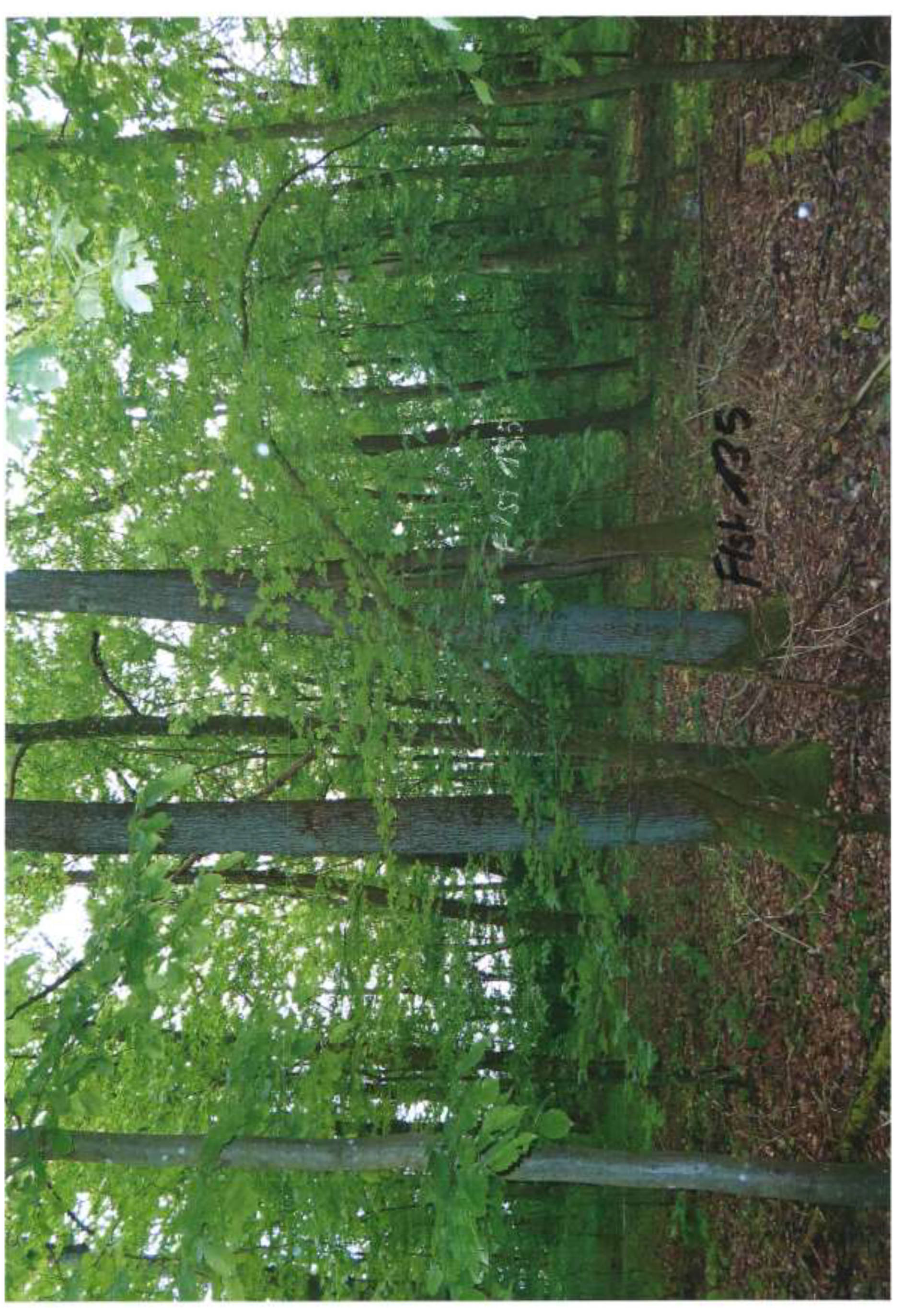 bayern 0003K0029-2024 Rossgasse u.a., 00000 Meedensdorf 12