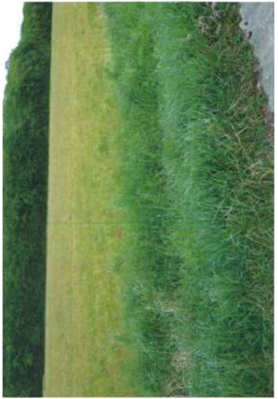 Landwirtschafts- und Waldflächen in Rossgasse u.a., 00000 Meedensdorf - Bild 2