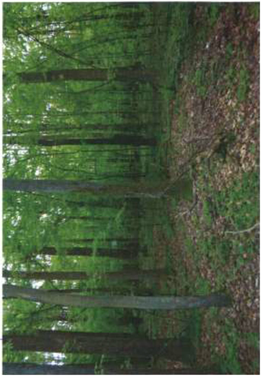 bayern 0003K0029-2024 Rossgasse u.a., 00000 Meedensdorf 8
