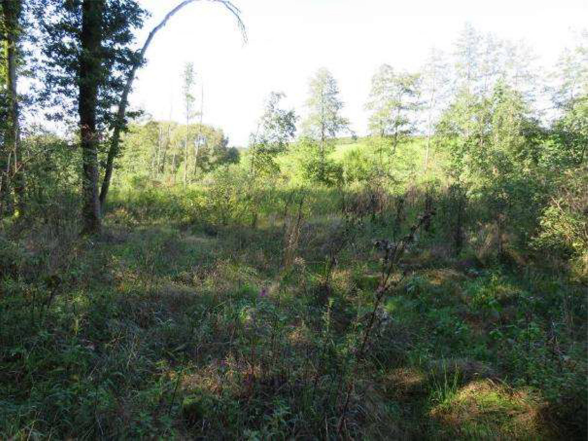 bayern 0003 K 0034/2023 Hinterm Bach, 00000 Strullendorf 6