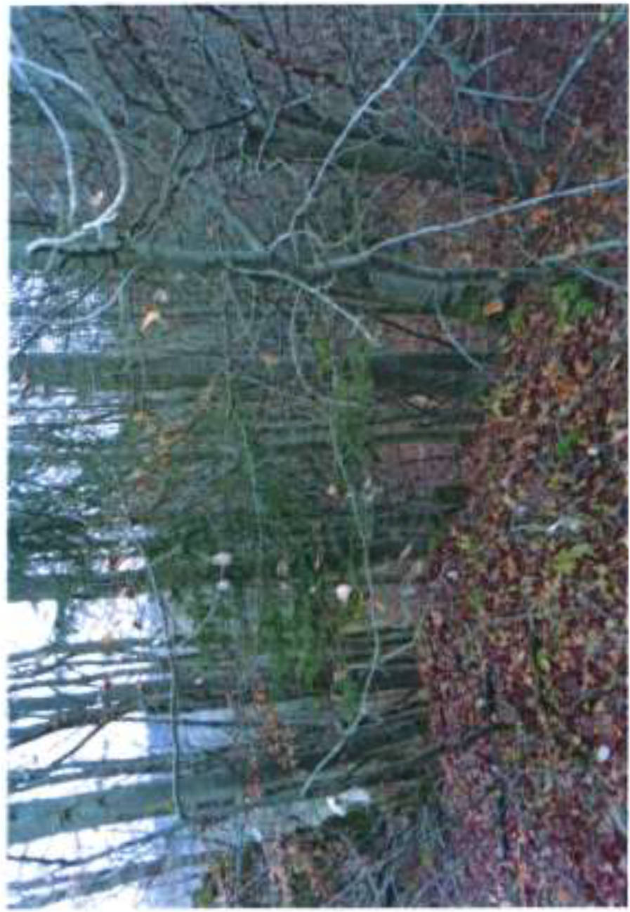 land- und forstwirtschaftliche Flächen in Steig, 00000 Obertrubach, Wolfsberg - Bild 4