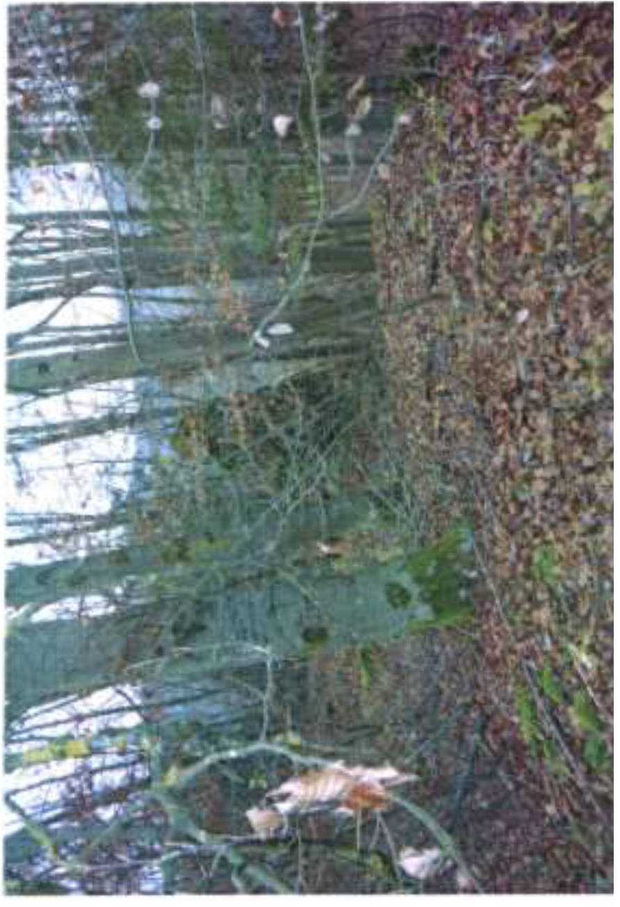 land- und forstwirtschaftliche Flächen in Steig, 00000 Obertrubach, Wolfsberg - Bild 2