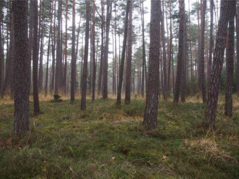 land- und forstwirtschaftlich genutztes Grundstück in Finsterholz, 00000 Allersberg, Ebenried - Bild 2