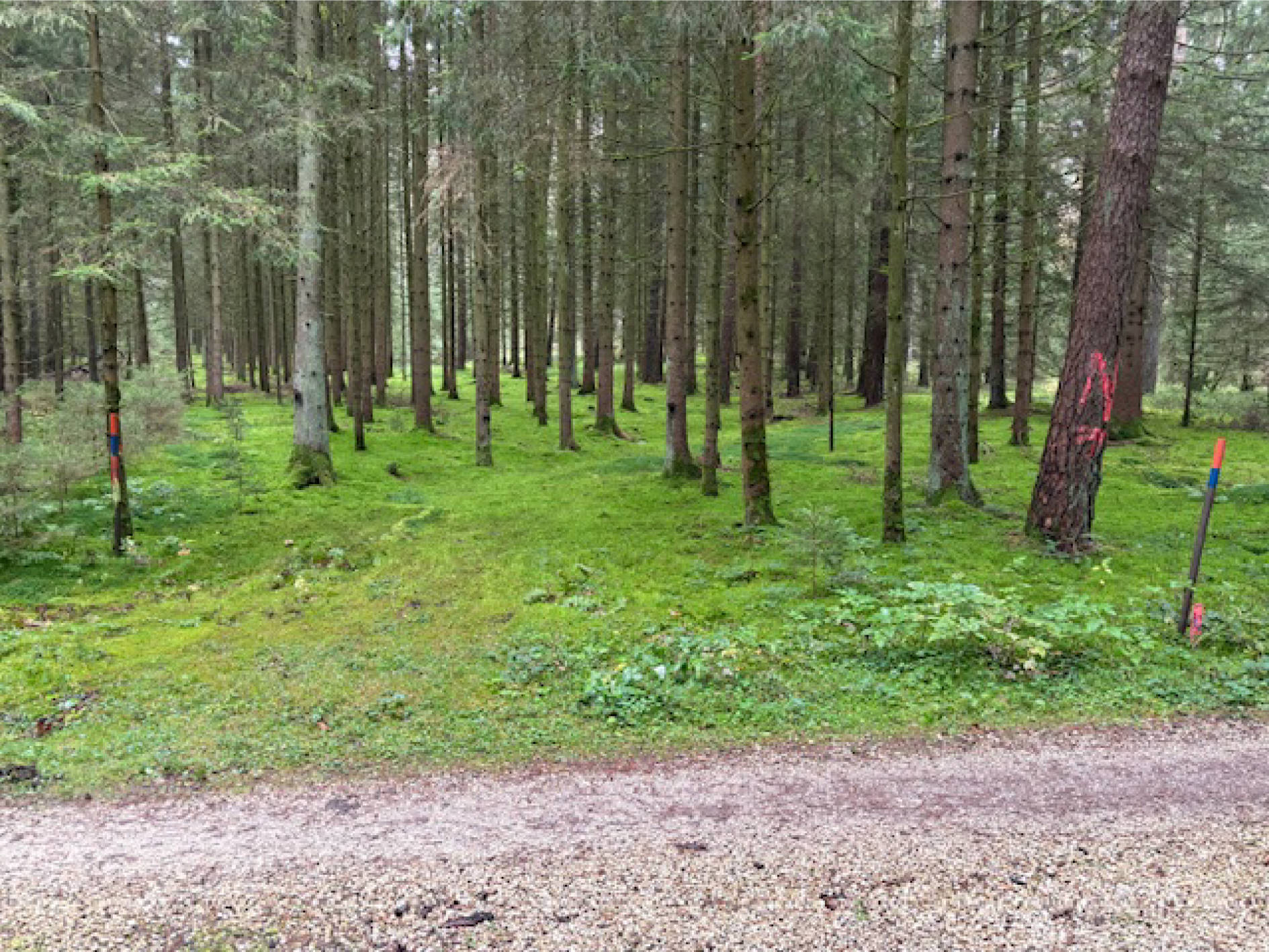Waldfläche in Gemarkung Oberschambach Flst. 1126, 93342 Oberschambach, Zweifel - Bild 2