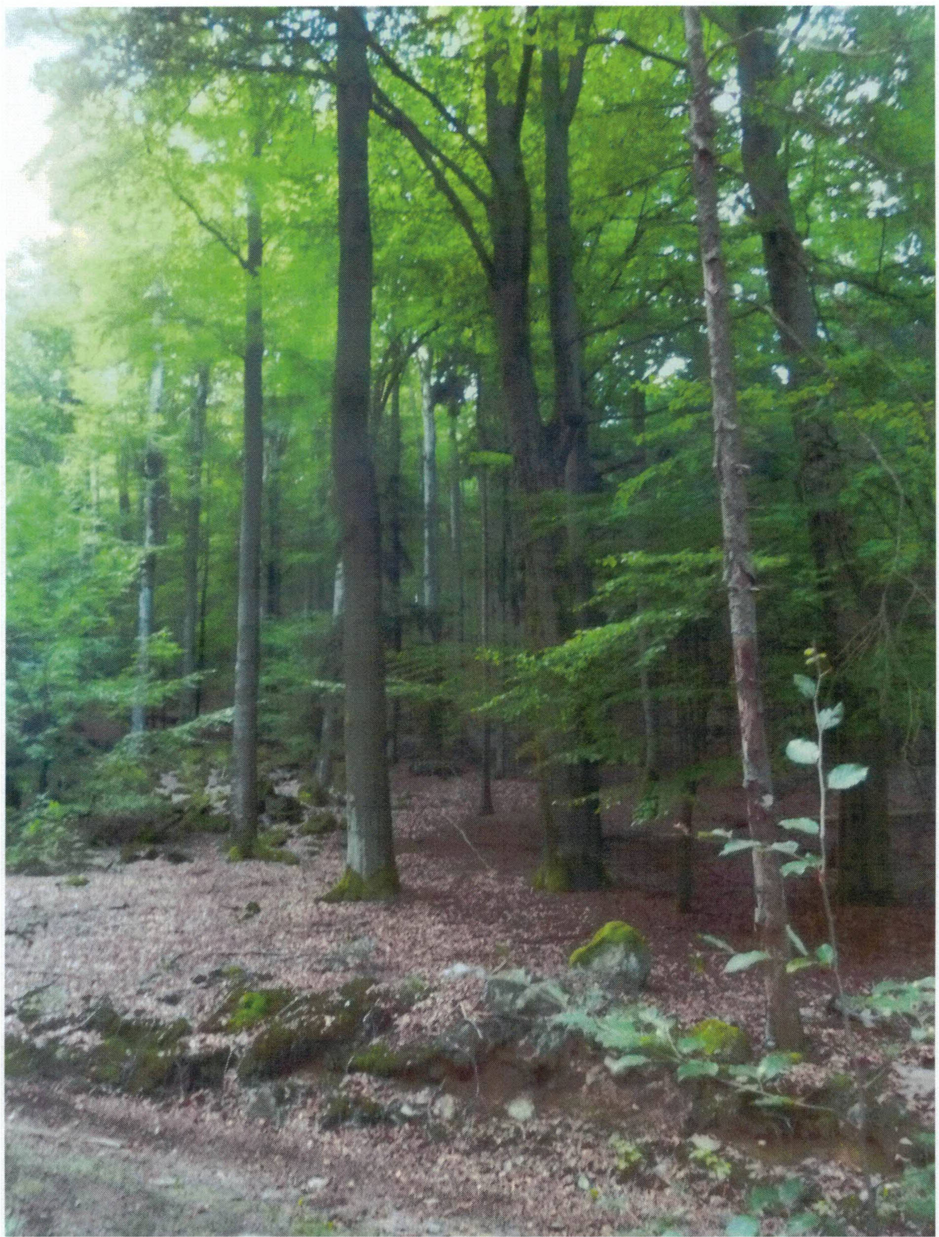 Waldfläche in Am Dachsriegel, 00000 Gemarkung Grabitz, Flst. 998 - Bild 2