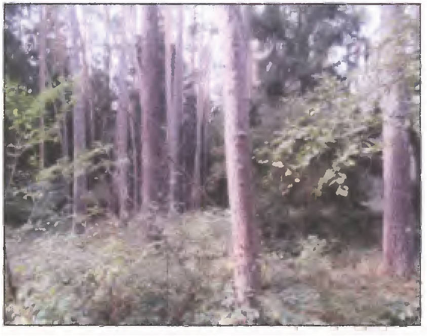 land- und forstwirtschaftlich genutztes Grundstück, Sonstiges in Schwabach, Penzendorf, Gustenfelden, 91189 Rohr - Bild 3