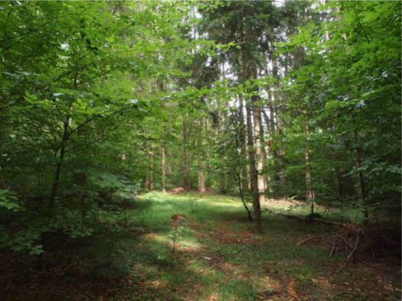 land- und forstwirtschaftlich genutztes Grundstück in "Schwand", 91230 Happurg
