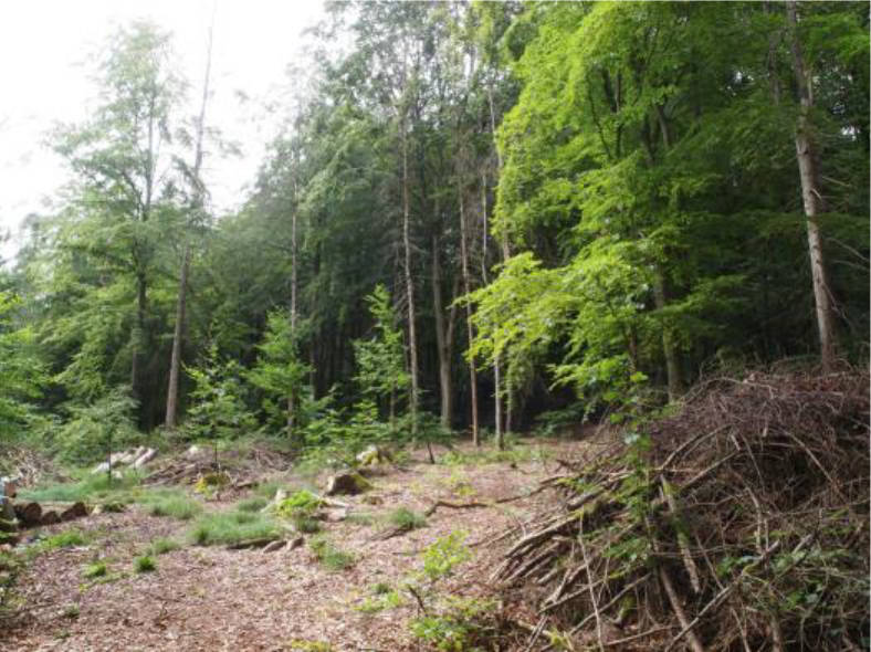 land- und forstwirtschaftlich genutztes Grundstück in "Schwand", 91230 Happurg - Bild 2