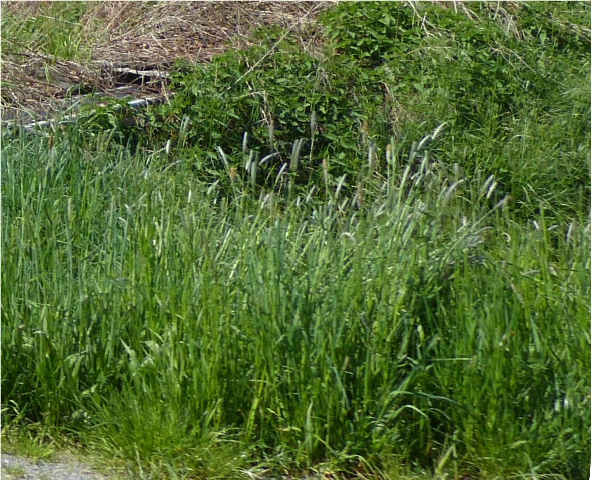 bewohnter Teil einer ehemaligen Hofstelle, Landwirtschaftsfläche, Waldfläche in Brückenstraße 26, 94538 Fürstenstein - Bild 3