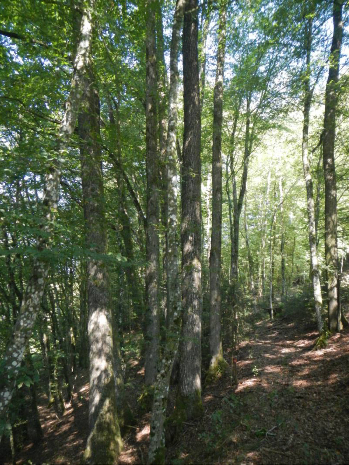 bayern 0804K0022-2024 Strenner Straße 25, 94474 Vilshofen