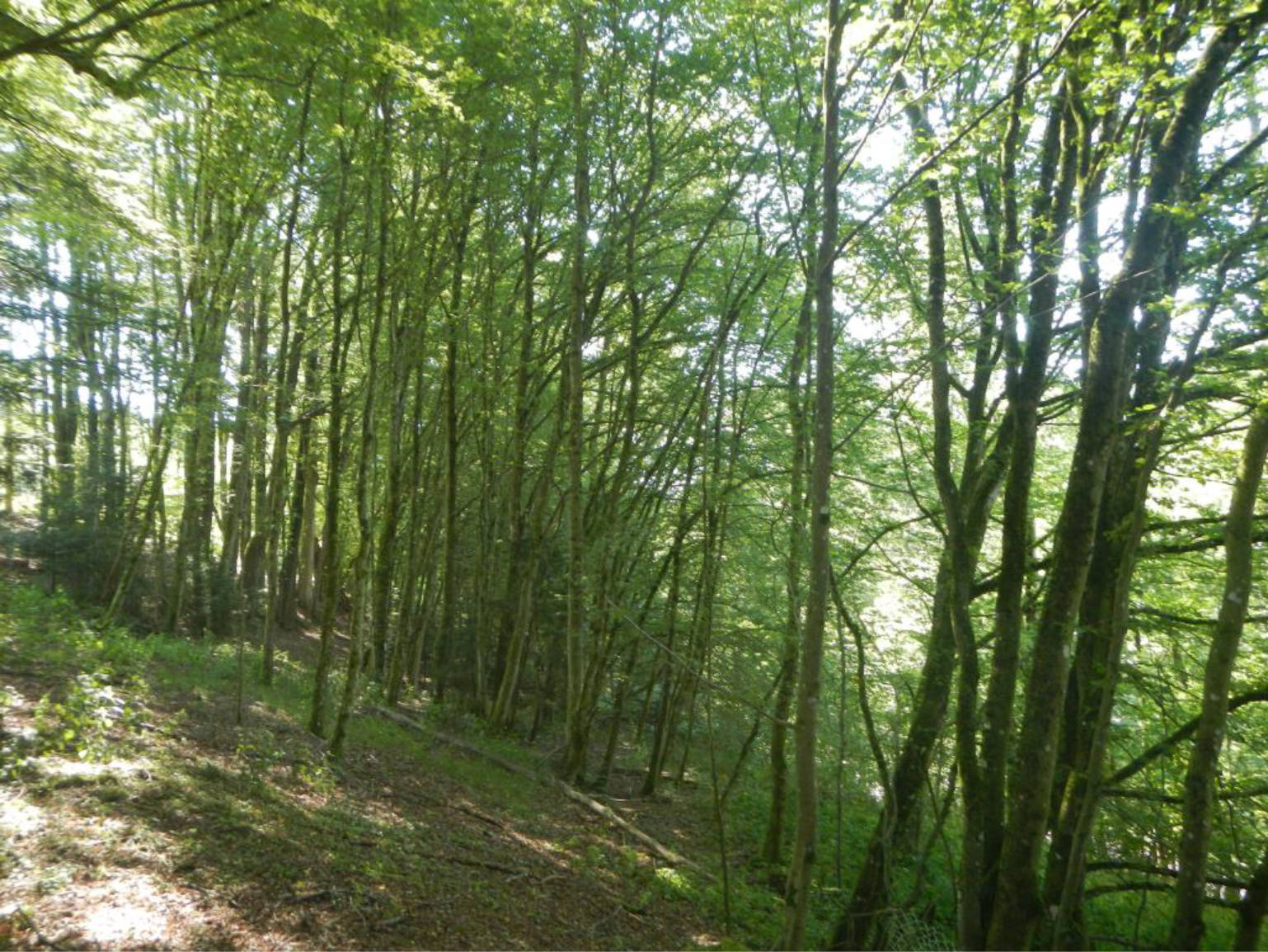 bayern 0804K0022-2024 Strenner Straße 25, 94474 Vilshofen