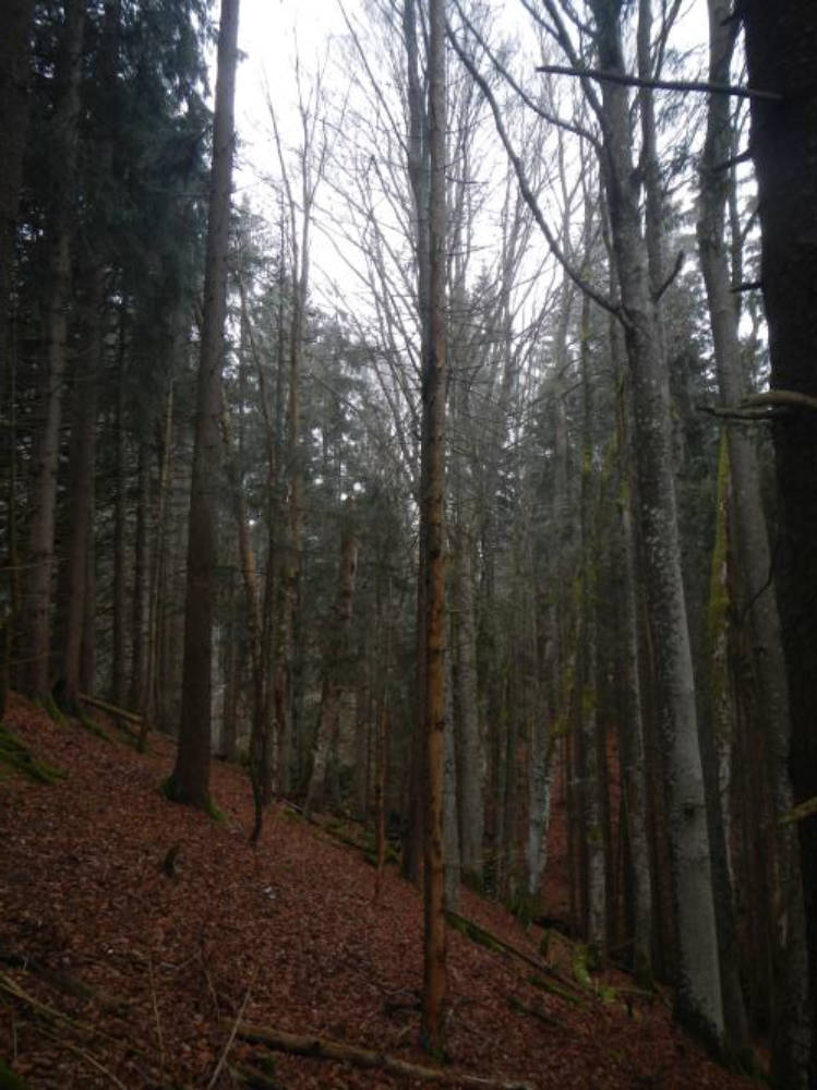 bayern 0804 K 0023/2024 Hausörter, Hirschenlacken, Nähe Rothbachl, Auf den Reuten un Voglauer Weide, 94151 Mauth 7