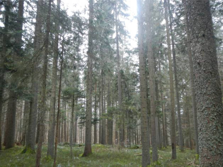 Grünland und forstwirtschaftliche Flächen in Hausörter, Hirschenlacken, Nähe Rothbachl, Auf den Reuten un Voglauer Weide, 94151 Mauth - Bild 2