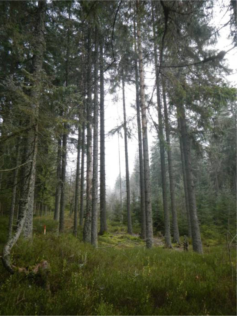 Grünland und forstwirtschaftliche Flächen in Hausörter, Hirschenlacken, Nähe Rothbachl, Auf den Reuten un Voglauer Weide, 94151 Mauth - Bild 4