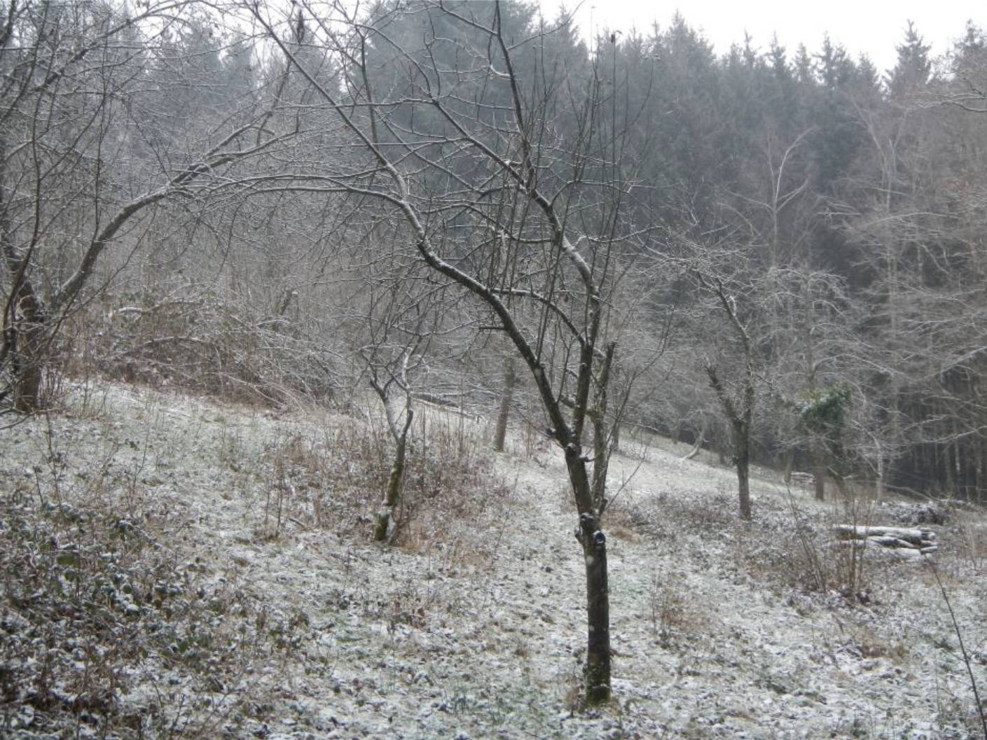 land- und forstwirtschaftlich genutztes Grundstück in Steinhoferwiesen, 94579 Zenting