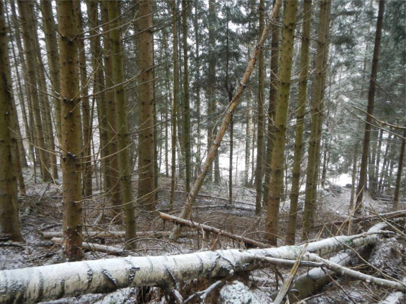 land- und forstwirtschaftlich genutztes Grundstück in Steinhoferwiesen, 94579 Zenting - Bild 3