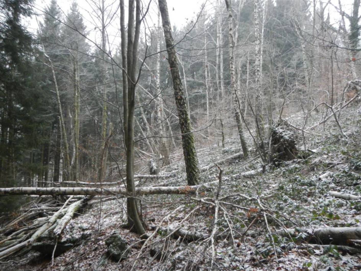 bayern 0804K0035/2022 Steinhoferwiesen, 94579 Zenting 9