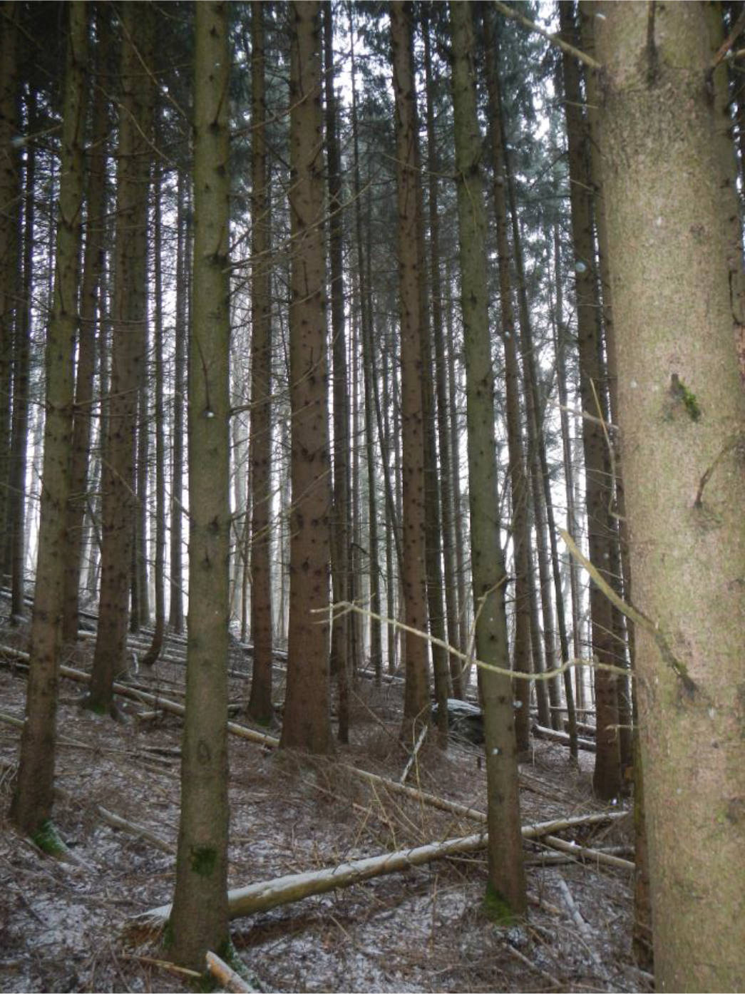 land- und forstwirtschaftlich genutztes Grundstück in Steinhoferwiesen, 94579 Zenting - Bild 4