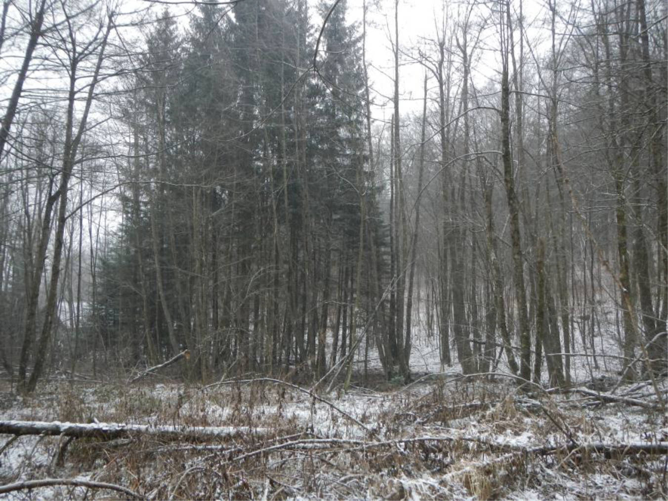 bayern 0804K0035/2022 Steinhoferwiesen, 94579 Zenting 7