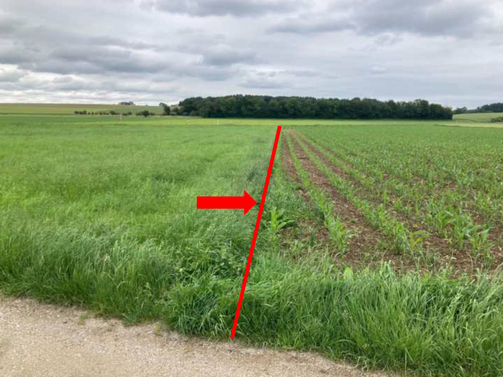 bayern 1510K0145-2024 Oberfeld, 00000 Südlich von Neufarn (Vaterstetten) 13