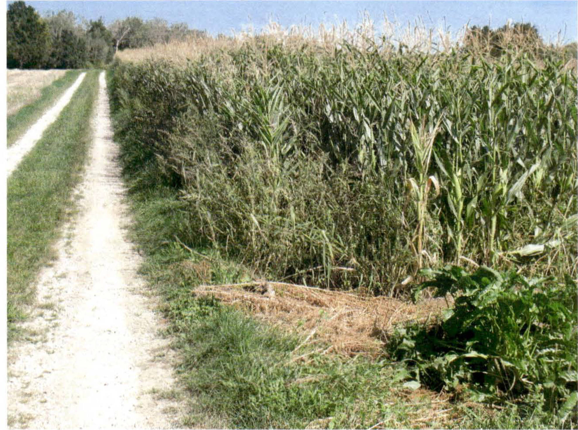 land-/ forstwirtschtl. Flächen in Leitenstraße 11, 85356 Eching-Günzenhausen - Bild 4