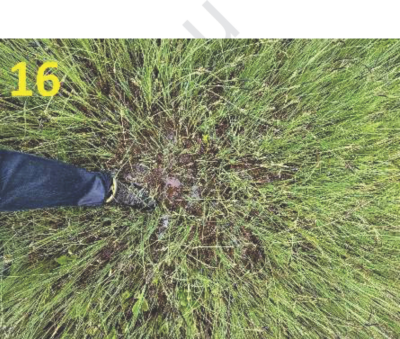 Grünland in Nähe Kühlachen, 83620 Feldkirchen-Westerham - Bild 3