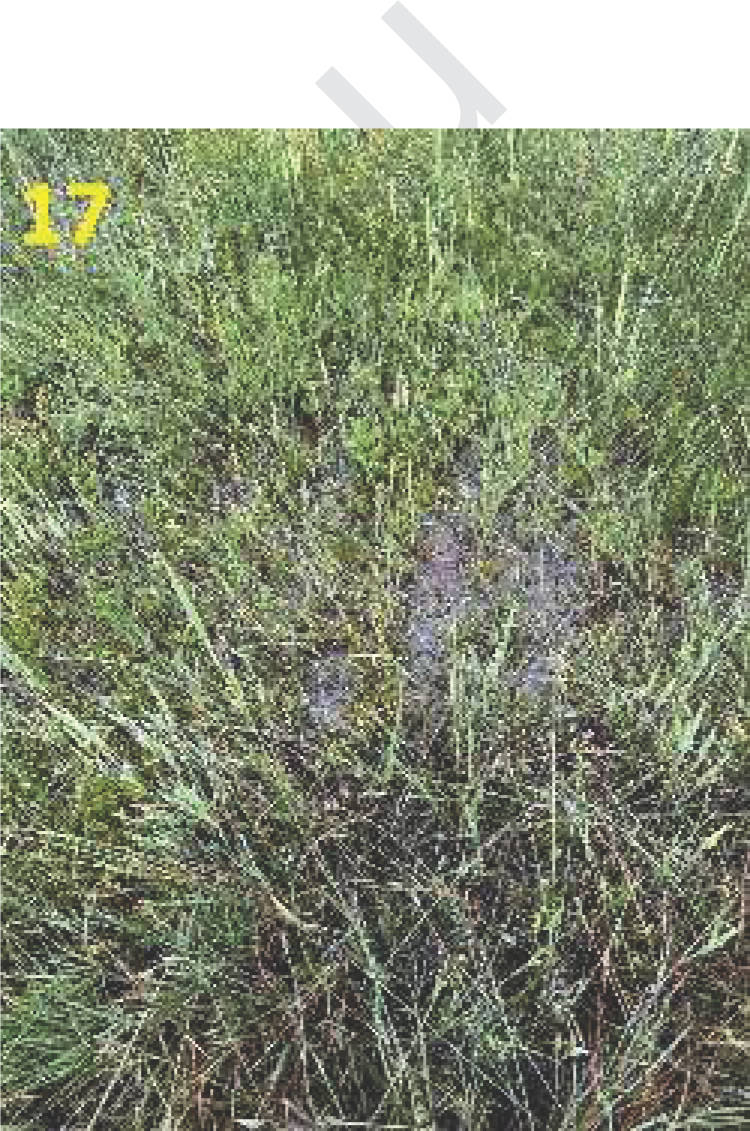 Grünland in Nähe Kühlachen, 83620 Feldkirchen-Westerham