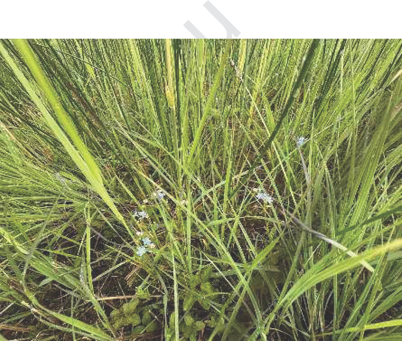 Grünland in Nähe Kühlachen, 83620 Feldkirchen-Westerham - Bild 2