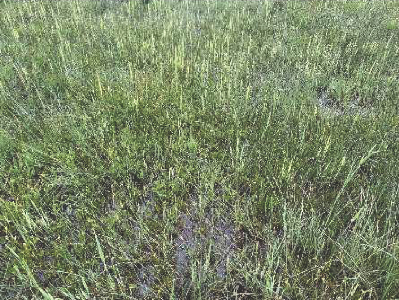 Grünland in Nähe Kühlachen, 83620 Feldkirchen-Westerham - Bild 5