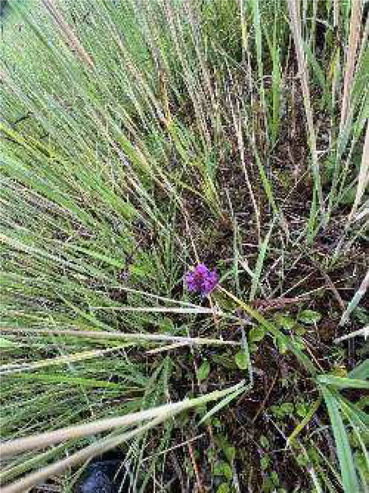 Grünland in Nähe Kühlachen, 83620 Feldkirchen-Westerham - Bild 4