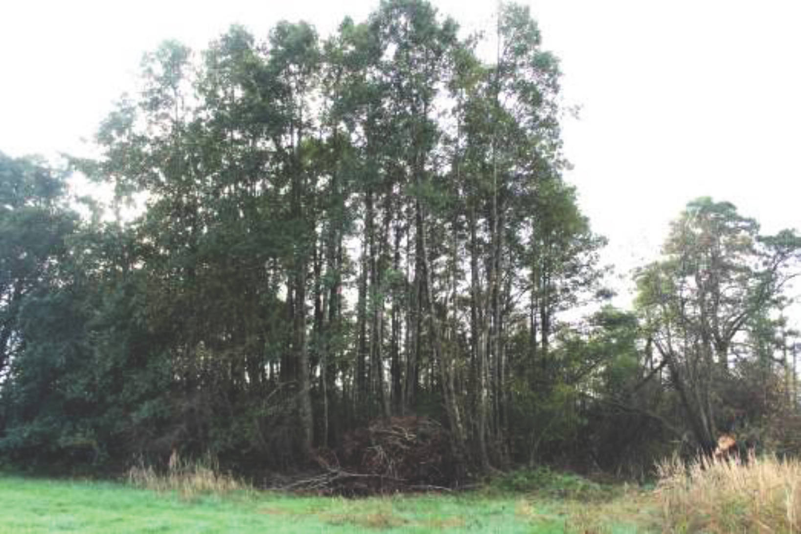 Landwirtschaftsfläche in Kapellenfeld, 83253 Rimsting - Bild 5