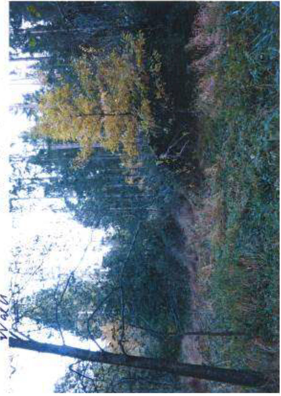 Grünland in Klepperbühl, 95100 Selb