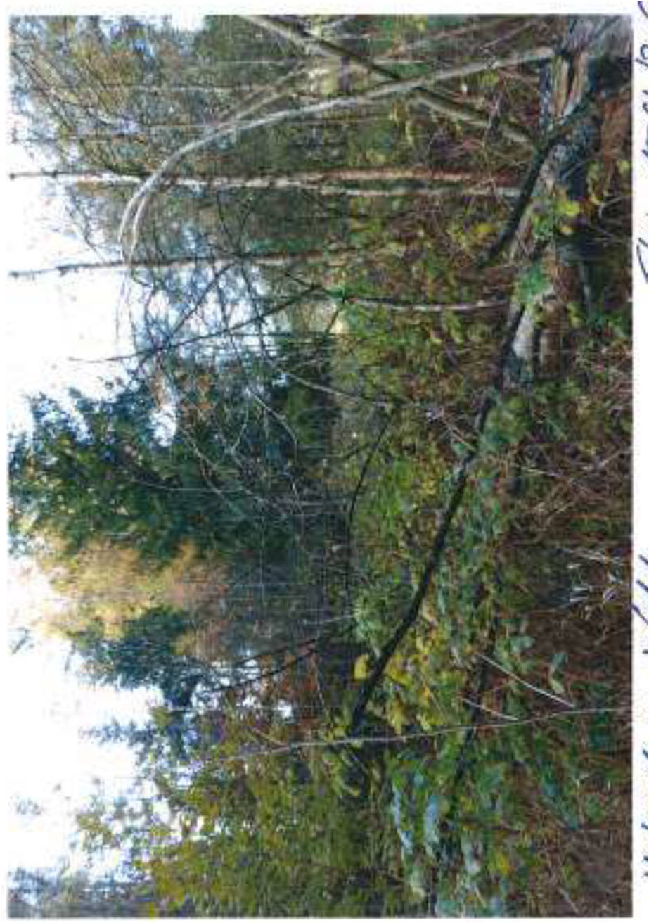 Grünland in Klepperbühl, 95100 Selb - Bild 2