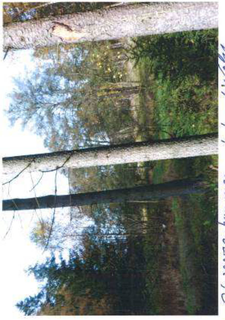 Grünland in Klepperbühl, 95100 Selb - Bild 3