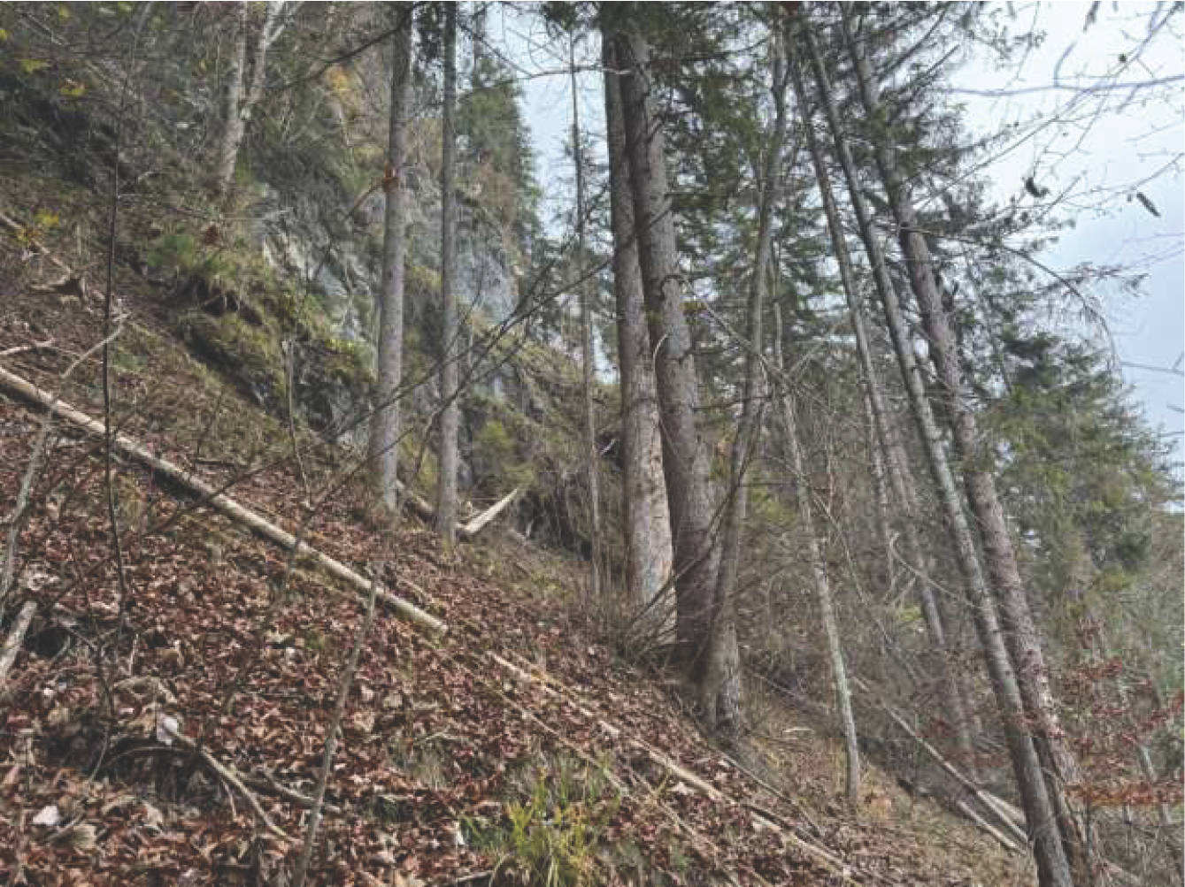 Wald in Flur Wall, 83088 Kiefersfelden
