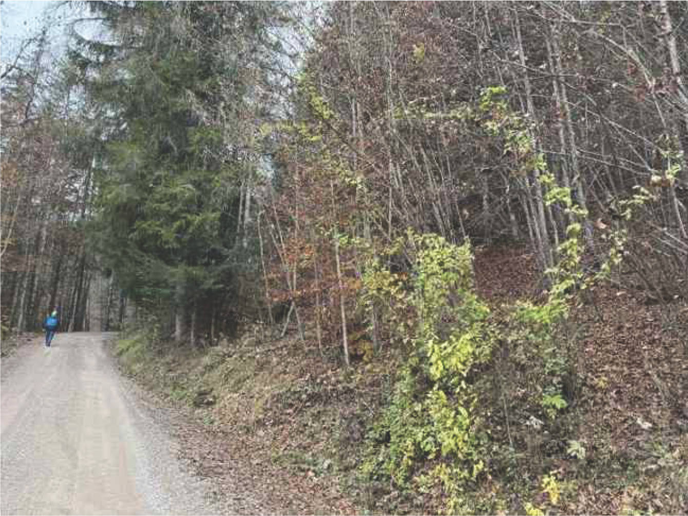 Wald-, Verkehrs- und Landwirtschaftsfläche in Flur Wall, 83088 Kiefersfelden - Bild 5