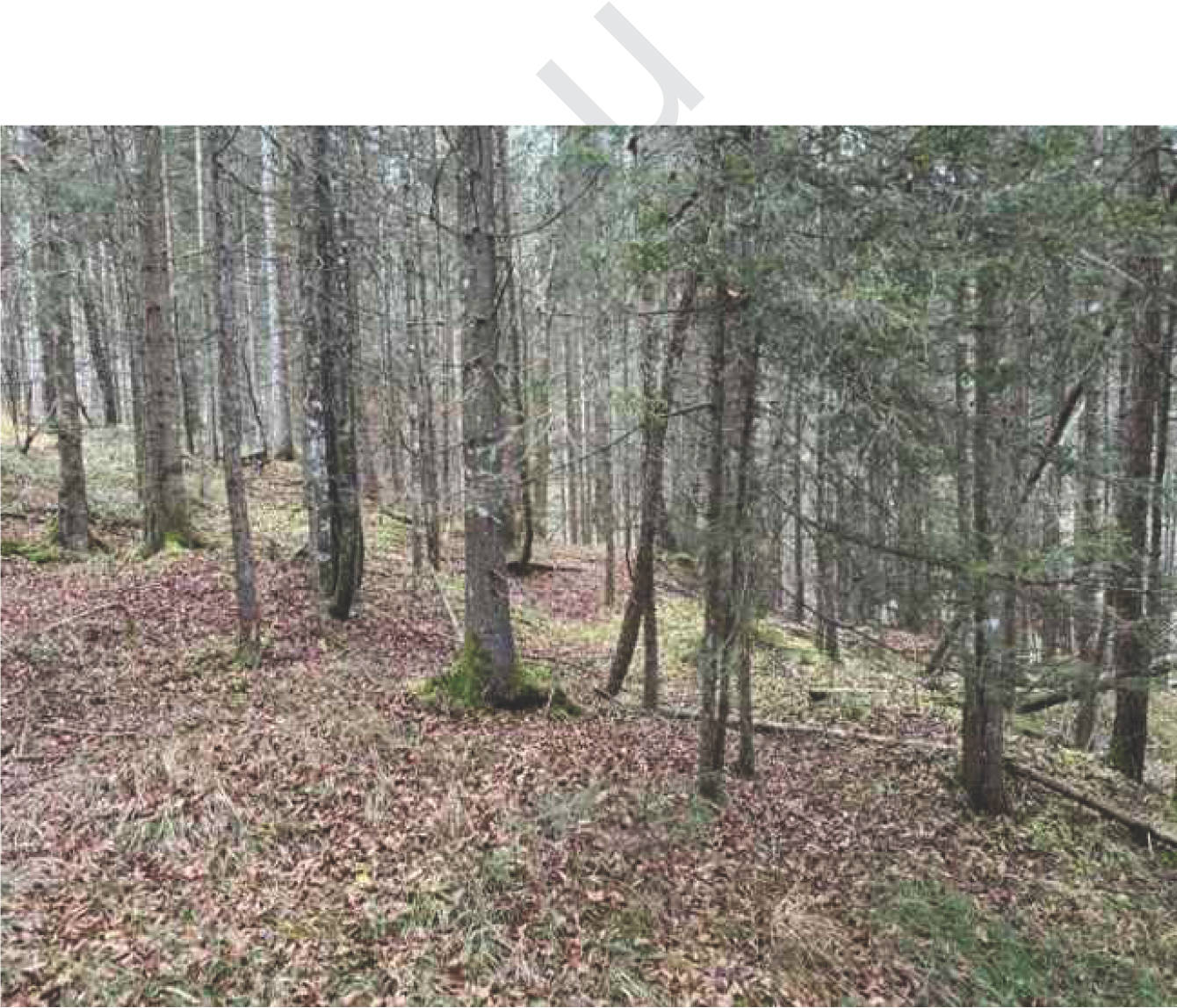 bayern K0052-2024 Flur Wall, 83088 Kiefersfelden 15