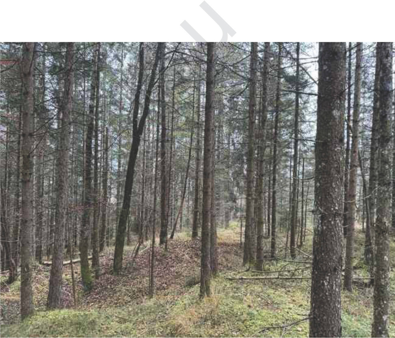 Wald-, Verkehrs- und Landwirtschaftsfläche in Flur Wall, 83088 Kiefersfelden - Bild 3