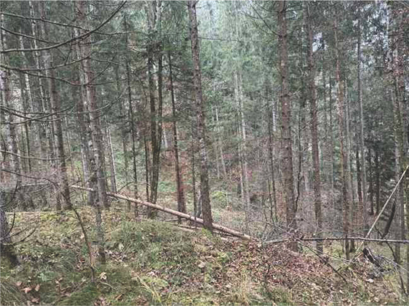 bayern K0052-2024 Flur Wall, 83088 Kiefersfelden 19