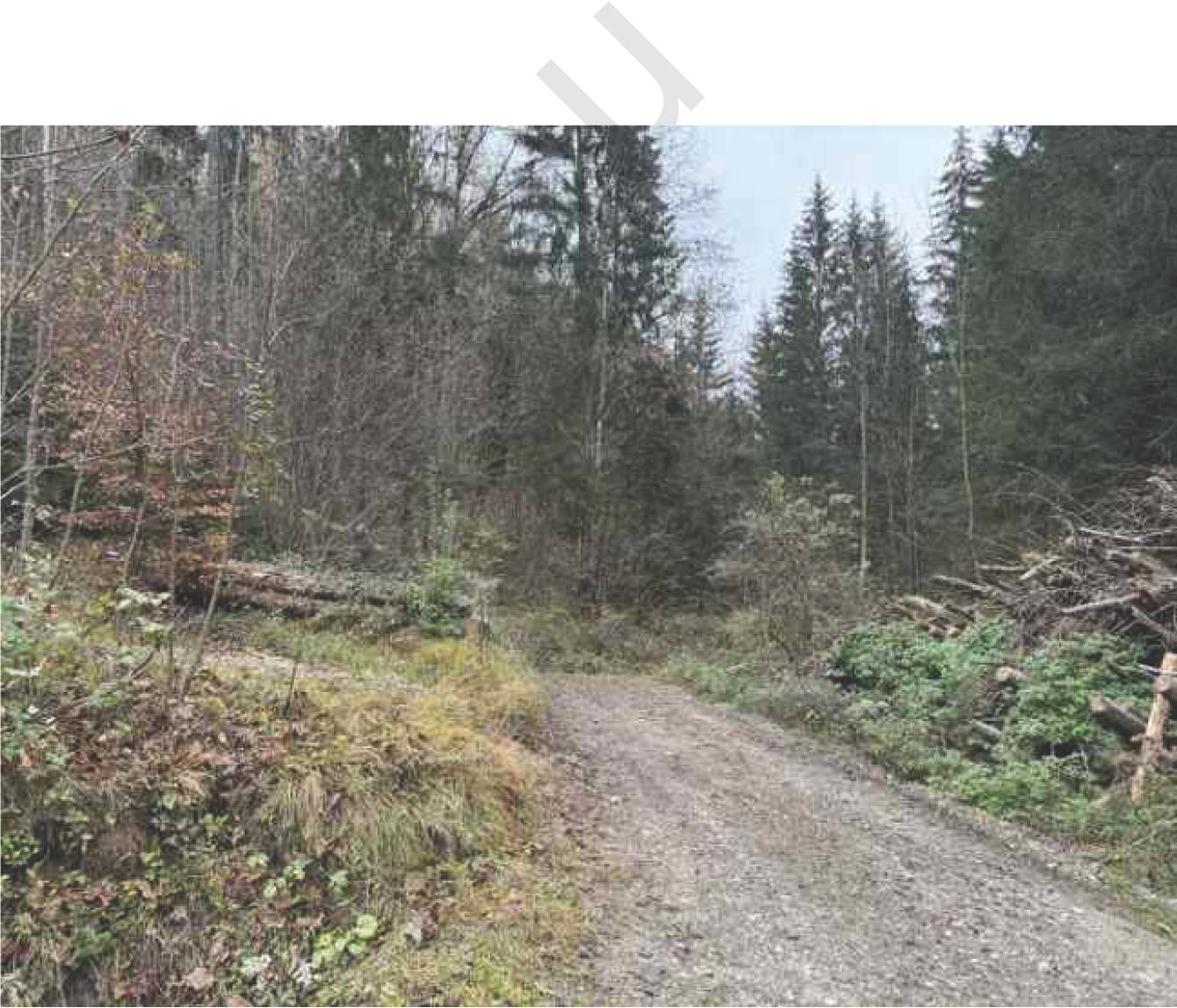 Wald-, Verkehrs- und Landwirtschaftsfläche in Flur Wall, 83088 Kiefersfelden - Bild 2