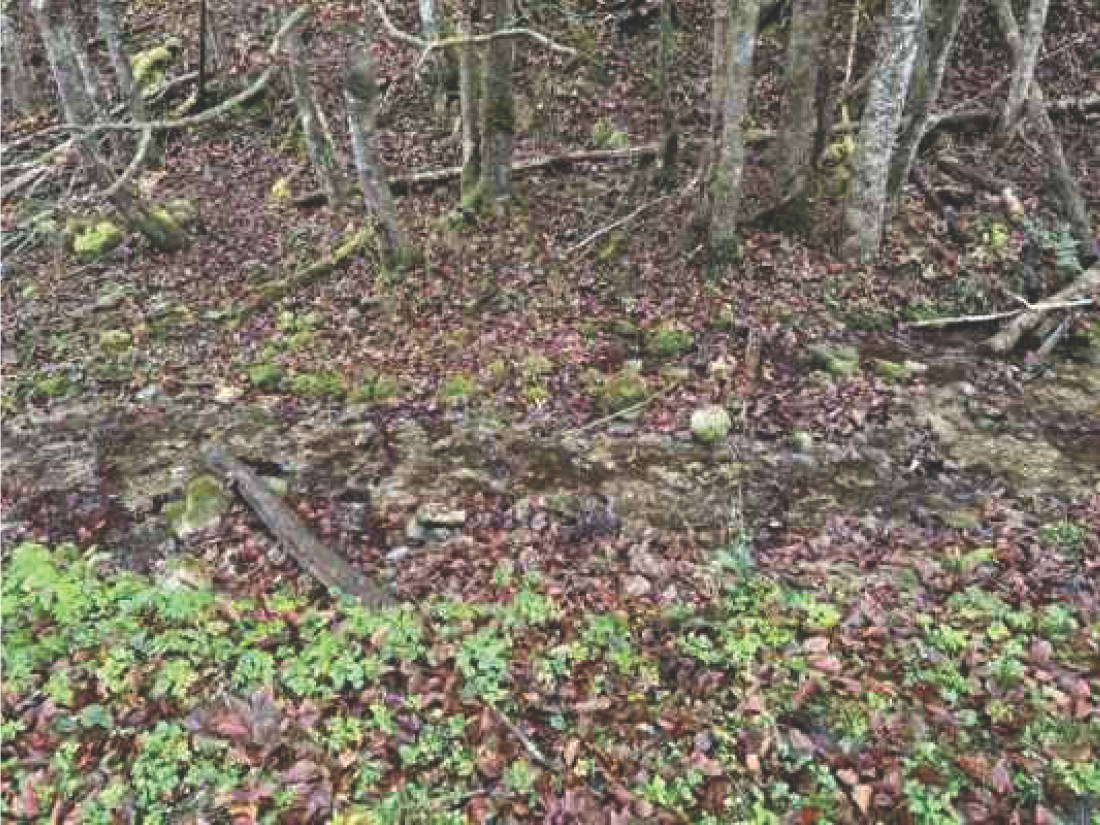 land- und forstwirtschaftlich genutztes Grundstück in Flur Wall, 83088 Kiefersfelden - Bild 5